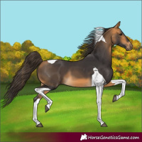 Horse Color:Buckskin Tobiano 
