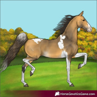 Horse Color:Buckskin Splash Tobiano 