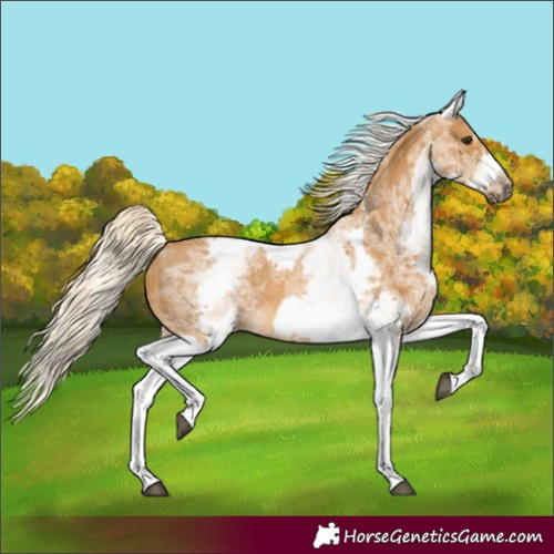 Horse Color:White Spotted Palomino Tobiano Frame 