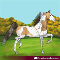 Horse Color:Buckskin Splash Tobiano 