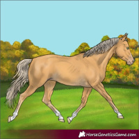 Horse Color:Gold Cream Champagne 