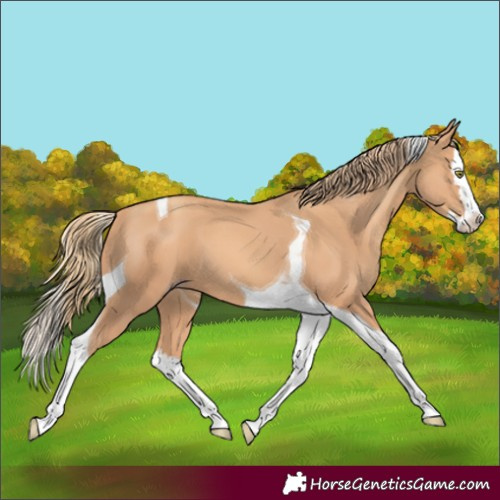 Horse Color:Gold Champagne Splash Tobiano 