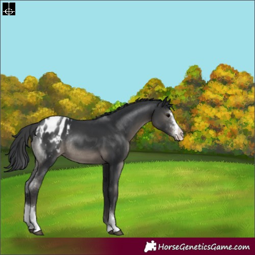 Horse Color:Black Sabino Tobiano Appaloosa Rabicano 