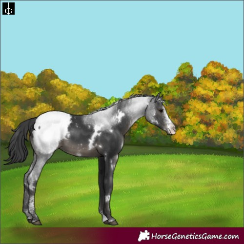 Horse Color:White Spotted Black Sabino Appaloosa 