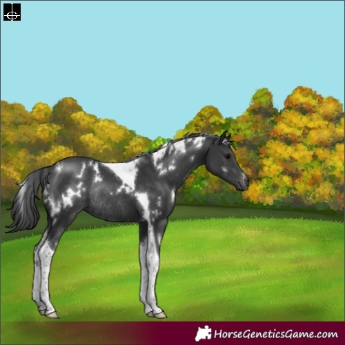 Horse Color:White Spotted Black Tobiano Rabicano 