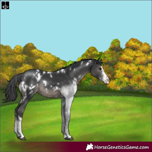 Horse Color:White Spotted Black Sabino Appaloosa Rabicano 