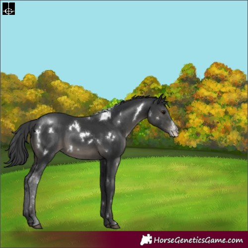 Horse Color:White Spotted Black Sabino Rabicano 