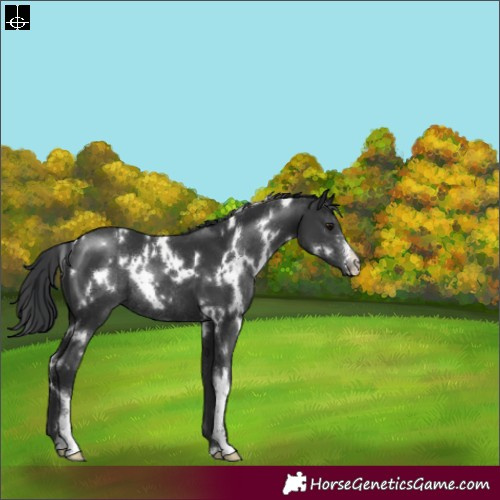 Horse Color:White Spotted Black Sabino Rabicano 