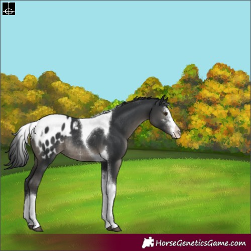 Horse Color:Black Sabino Tobiano Appaloosa Rabicano 