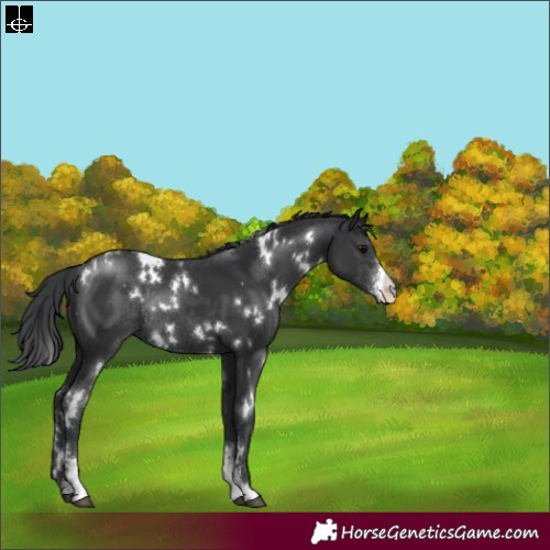 Horse Color:White Spotted Black Sabino Appaloosa Rabicano 