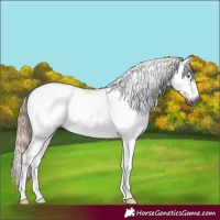 Horse Color:Gray Chestnut Sabino Splash Tobiano Frame Rabicano 