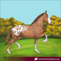 Horse Color:Chestnut Appaloosa 