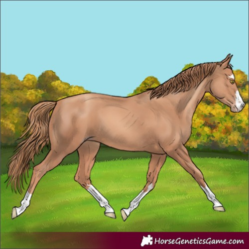 Horse Color:Gold Champagne 