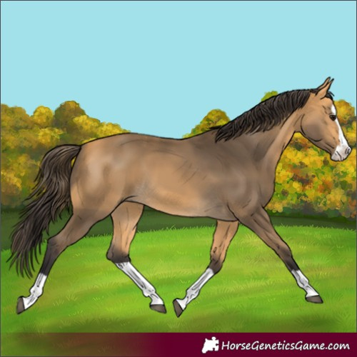 Horse Color:Buckskin Splash
