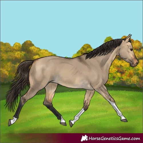 Horse Color:Buckskin Dun Tobiano