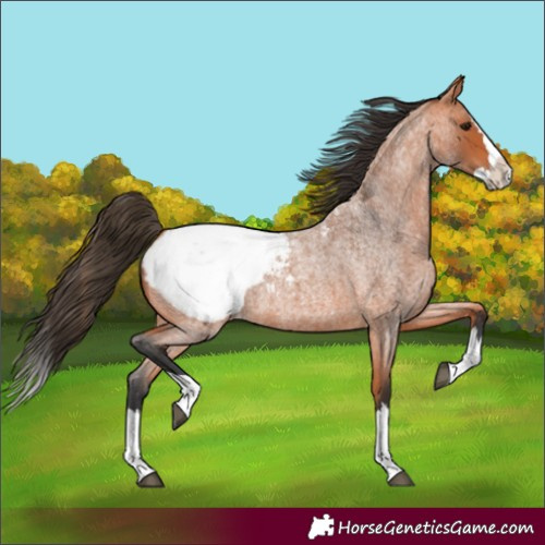 Horse Color:Bay Roan Splash Appaloosa 