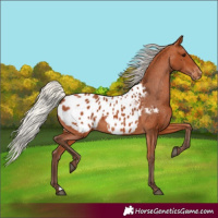 Horse Color:Silver Bay Appaloosa 