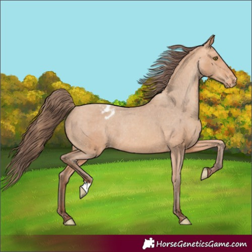Horse Color:Amber Champagne Appaloosa Rabicano 