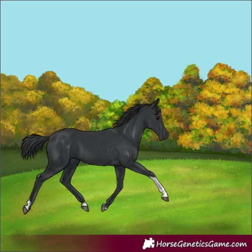 Horse Color:Black Tobiano 
