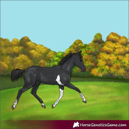 Horse Color:Black Tobiano