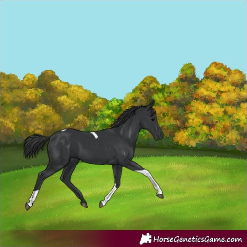 Horse Color:Black Tobiano 