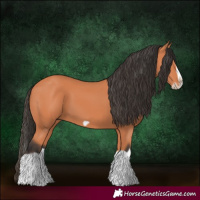 Horse Color:Bay Splash Frame