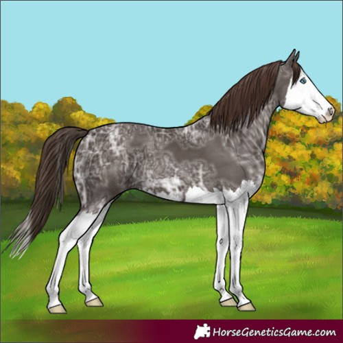 Horse Color:Liver Chestnut Ice Splash 