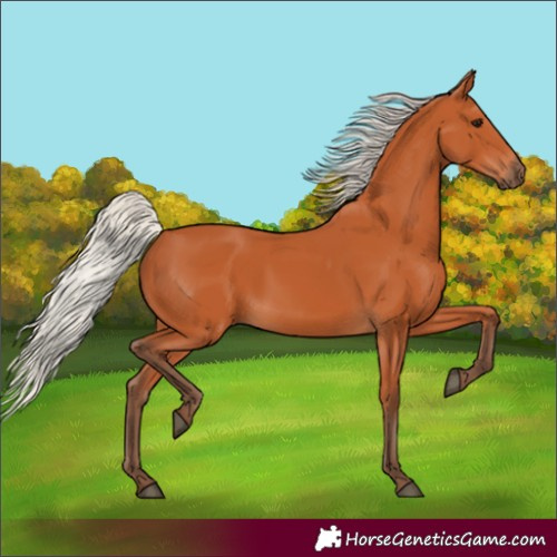 Horse Color:Silver Bay 