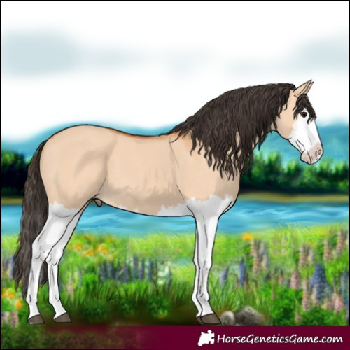 Horse Color:Bay Dun Splash