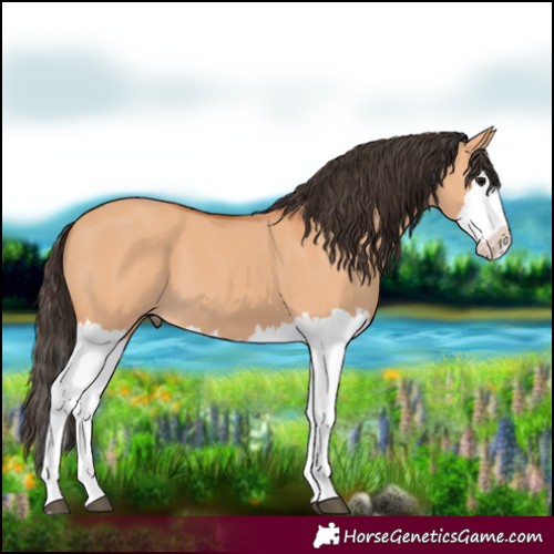 Horse Color:Bay Dun Splash 