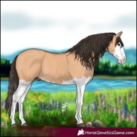 Horse Color:Bay Dun Splash 