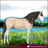 Horse Color:Bay Dun Splash 