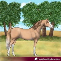 Horse Color:Gold Champagne Splash