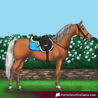 Horse Color:Silver Bay 