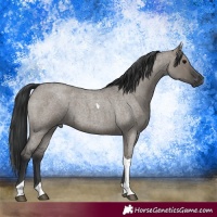 Horse Color:Grullo Roan Tobiano
