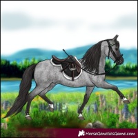 Horse Color:Smoky Blue Roan 