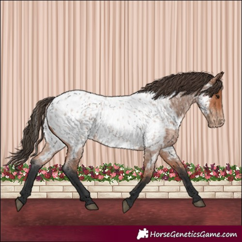 Horse Color:Bay Roan Appaloosa