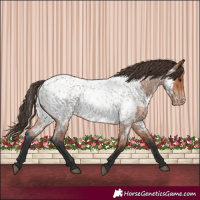 Horse Color:Bay Roan Appaloosa