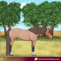 Horse Color:Bay Roan Varnish