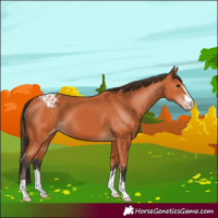 Horse Color:Bay Varnish 