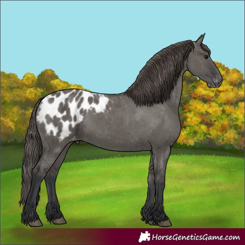Horse Color:Grullo Blanket