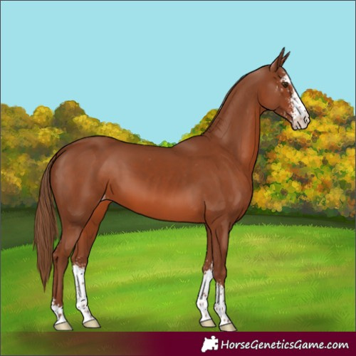 Horse Color:Unknown 