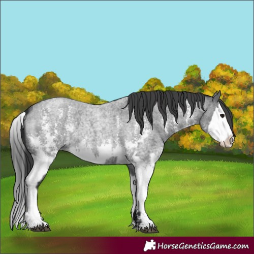 Horse Color:Unknown 