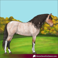 Horse Color:Bay Roan Tobiano 
