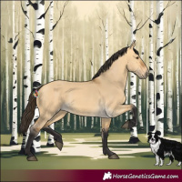 Horse Color:Buckskin Dun 