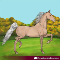 Horse Color:Silver Amber Champagne
