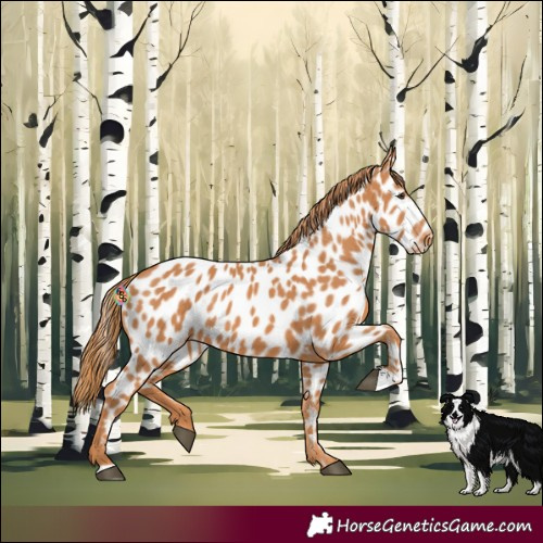 Horse Color:Chestnut Near Leopard Rabicano 