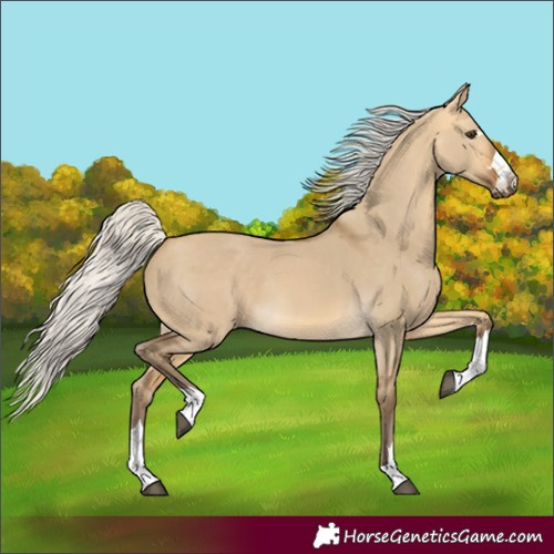 Horse Color:Silver Buckskin Dun 