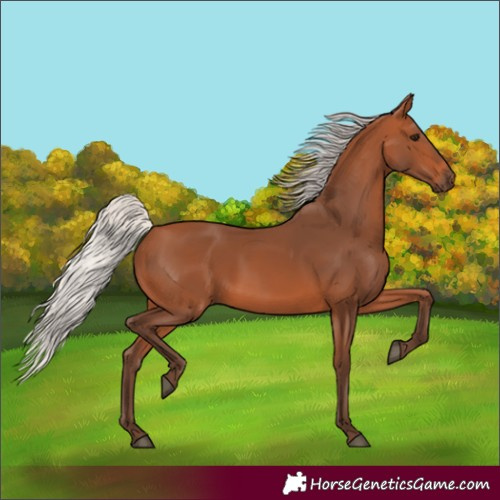 Horse Color:Silver Bay 
