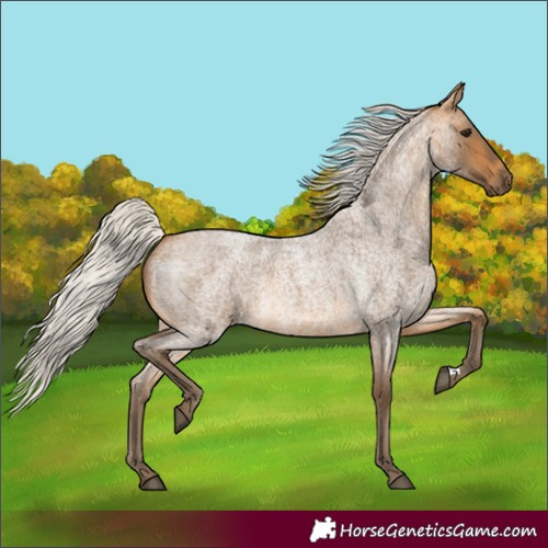 Horse Color:Silver Buckskin Roan 